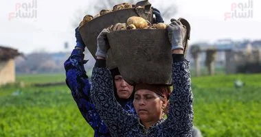 عاملات اليومية يكدحن في حصاد البطاطس