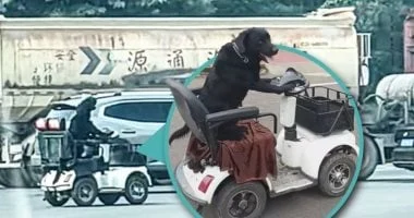 كلب يقود سكوتر كهربائي في الصين بعد شهر من تدريبه والشرطة تتدخل