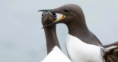 16 صور مضحكة مرشحة لنهائيات جوائز الحياة البرية الكوميدية