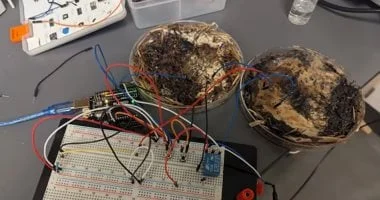 الفطر بديل للهارد ديسك ووحدات تخزين بيولوجية صديقة للبيئة