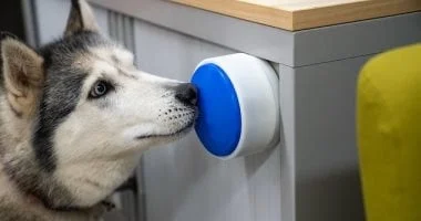 زر يتيح لكلبك تشغيل الغلاية وتحضير كوب شاي