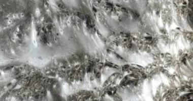 اكتشاف أكبر شبكة عنكبوت في العالم تضم أكثر من 111 ألف عنكبوت