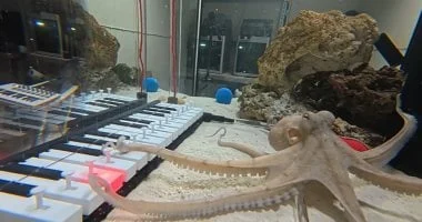 عازف سويدي يعلّم أخطبوطاً العزف على البيانو