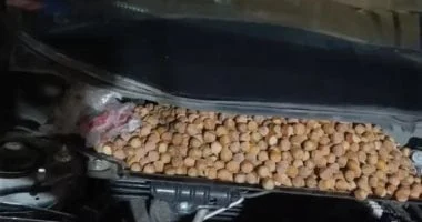 صيني يفاجأ بتحول سيارته إلى مخزن بندق بسبب القوارض