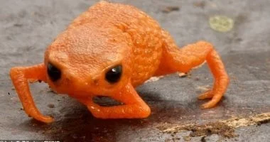 ضفدع يشبه قرع العسل وسمي باسم الرئيس البرازيلي في إحدى الغابات