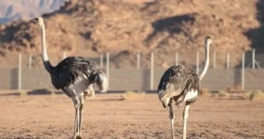 محمية الأمير محمد بن سلمان تعيد توطين النعام ذو الرقبة الحمراء