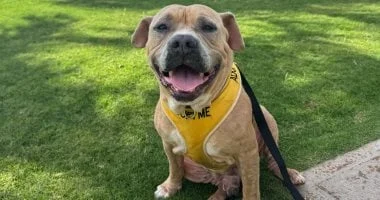 ملجأ حيوانات يفتح أبوابه لمشاركة سكان هاواي في رحلات مع كلاب ضالة