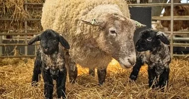 فيونا نعجة تفقد لقب الوحدة بإنجاب توأم بعد عامين