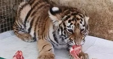 انتقادات لحديقة حيوان صينية بسبب استغلال وفاة شبل نمر لجمع التبرعات