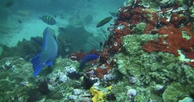 الاتحاد الأوروبي ينشر طائرات بدون طيار وروبوتات لتنظيف قاع البحر من النفايات