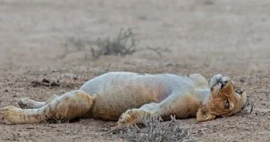 شبل أسد شبعان يثير إعجاب متابعي الحياة البرية