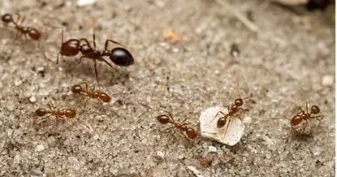 5 حلول طبيعية لطرد النمل من المنزل: زيت الليمون والفلفل الأسود