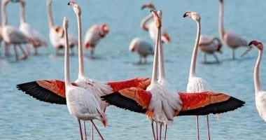 أشهر 6 رقصات مستوحاة من الحيوانات، أبرزها الفلامنجو والمون ووك