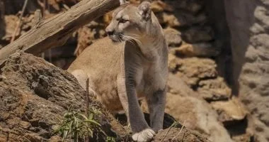 رصد عائلة أسود الجبال البرية في مينيسوتا لأول مرة منذ أكثر من قرن